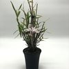 Den. moniliforme yumedono夢殿  (2)